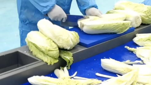 5 Critical Specifications to Compare in Multifunctional Vegetable Cutters