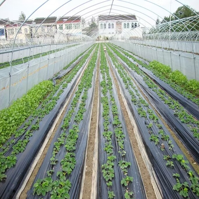 Agricultural silver black weed control film is degradable