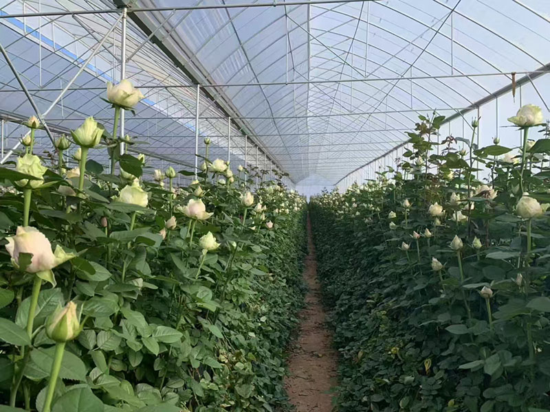 Yunnan Rose Greenhouse