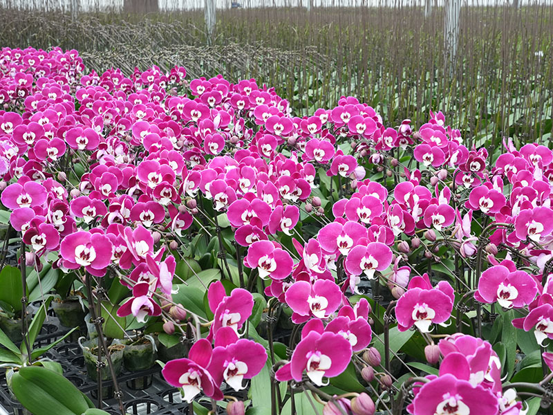 База фаленопсиса Xinhe Orchid Valley