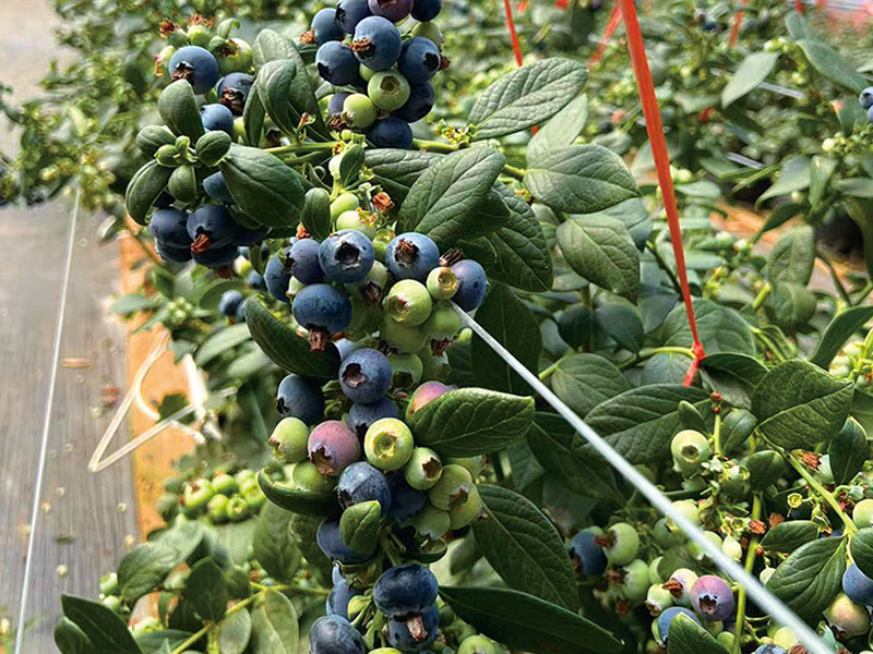 serre fruitière
