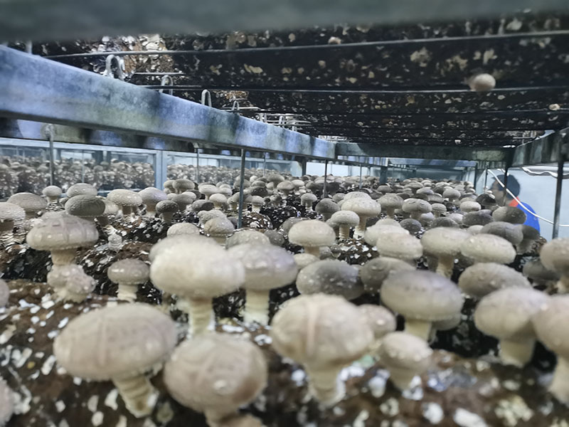 Serre à champignons