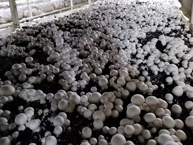Serre à champignons