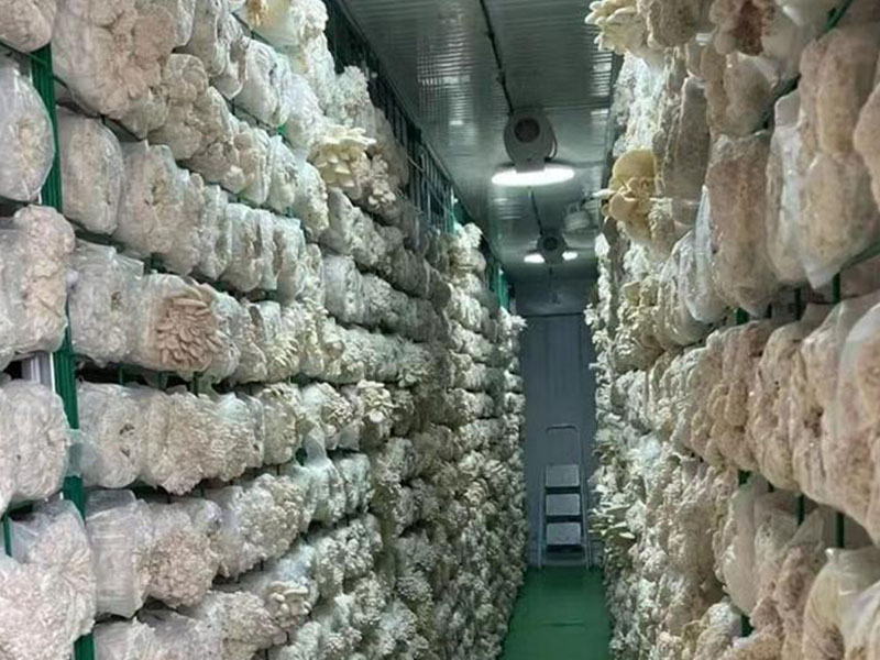 Serre à champignons