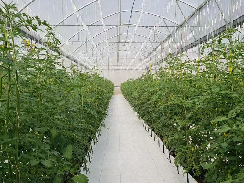 Serre à tomates