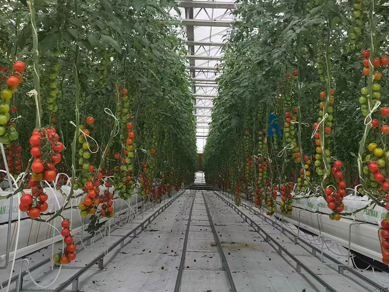 Serre à tomates