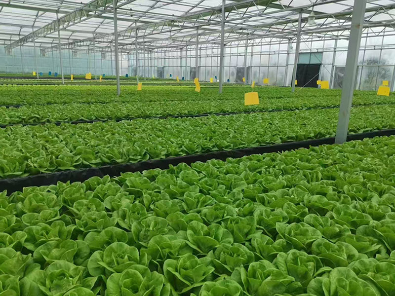 Serre hydroponique pour légumes-feuilles