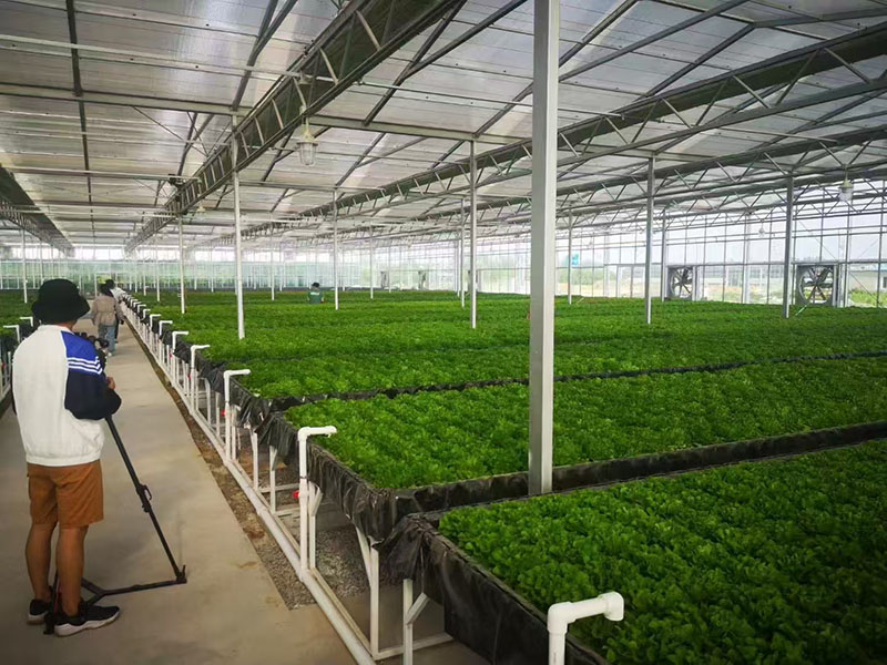 Serre hydroponique pour légumes-feuilles