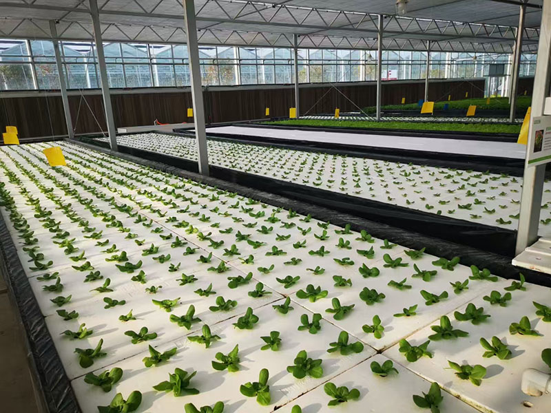 Serre hydroponique pour légumes-feuilles