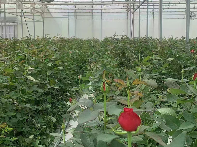 Serre de roses du Yunnan
