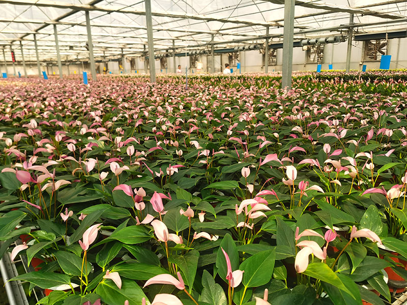 Parc floral de Jinan Shanghe