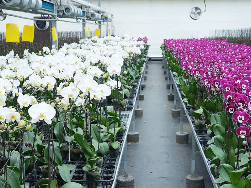 Base de Phalaenopsis de la vallée des orchidées Xinhe
