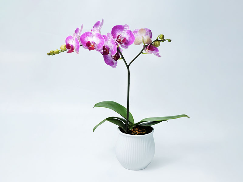 Base de Phalaenopsis de la vallée des orchidées Xinhe