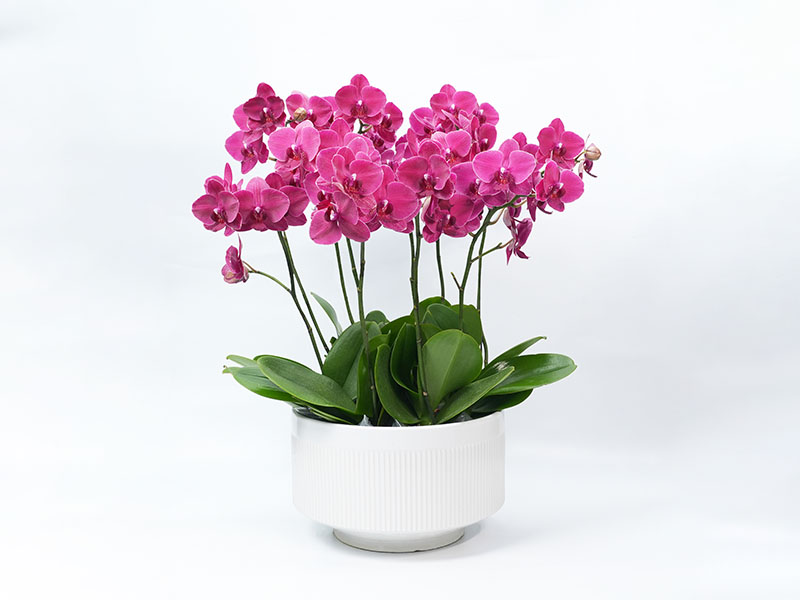 Base de Phalaenopsis de la vallée des orchidées Xinhe