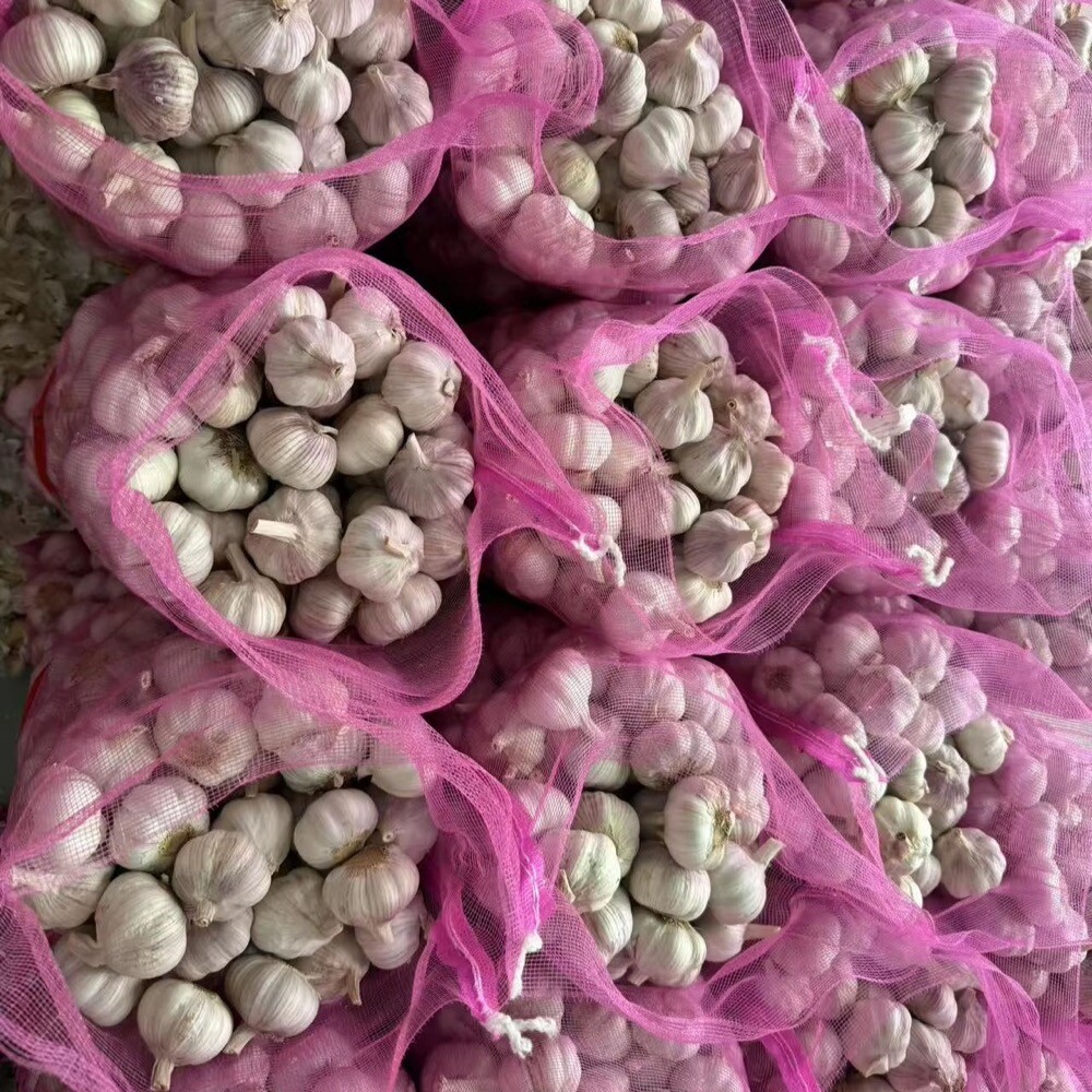 Весенний фиолетовый чеснок