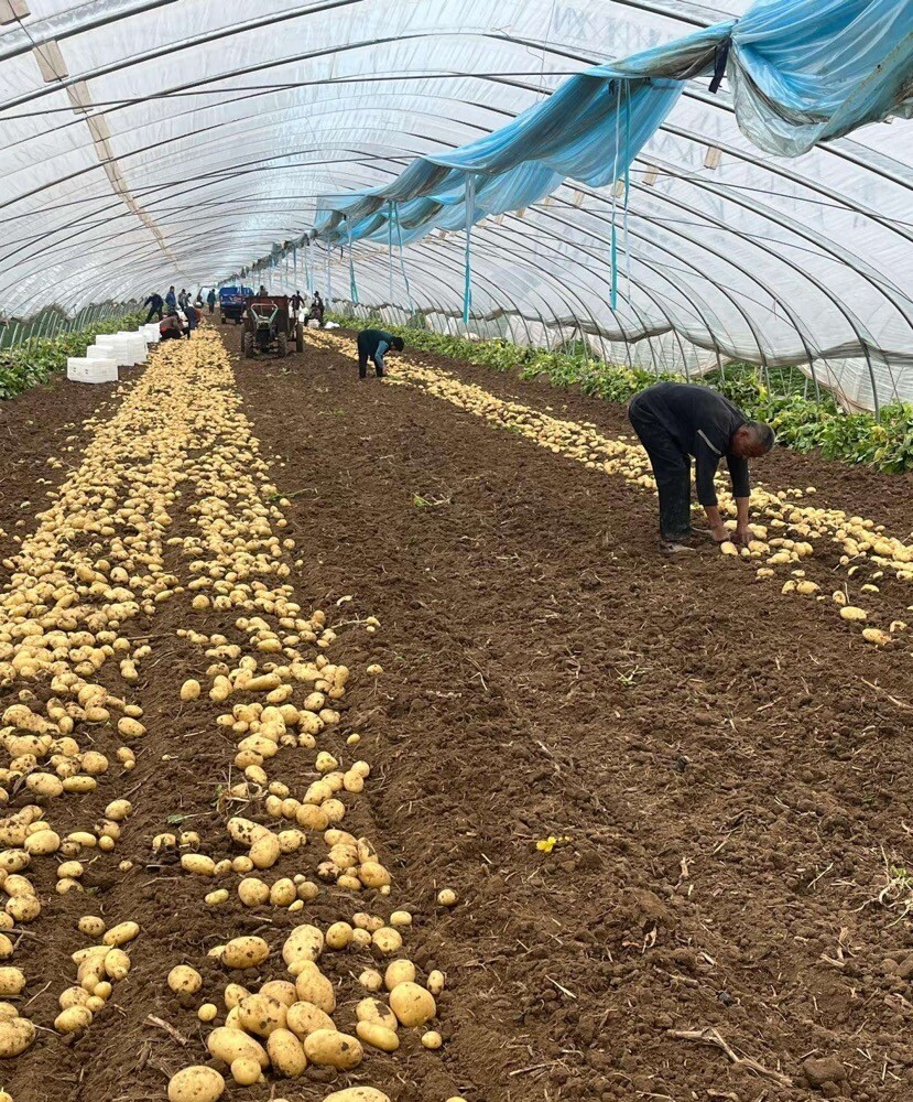 Натуральный органический свежий картофель