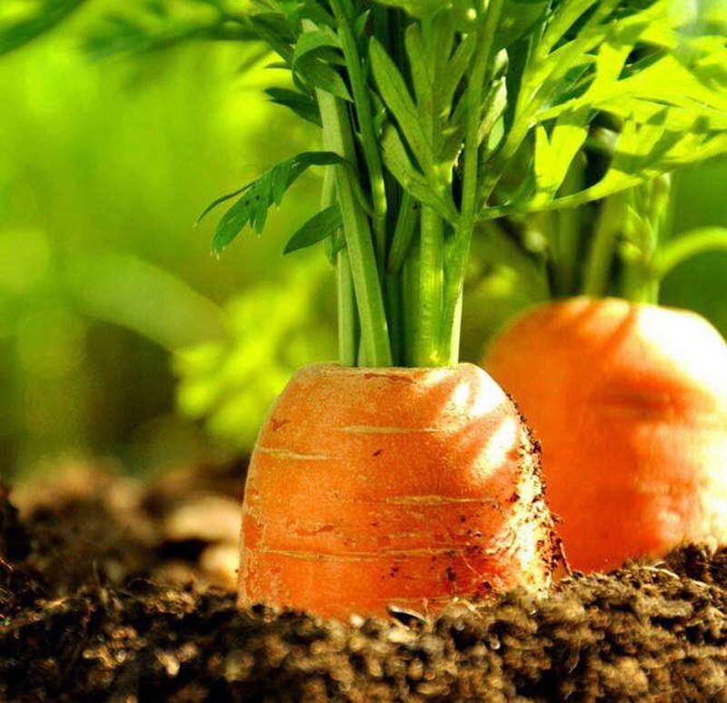 Свежая морковь