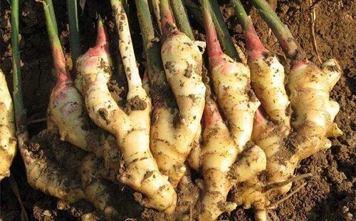 Техника выращивания имбиря Техника выращивания имбиря