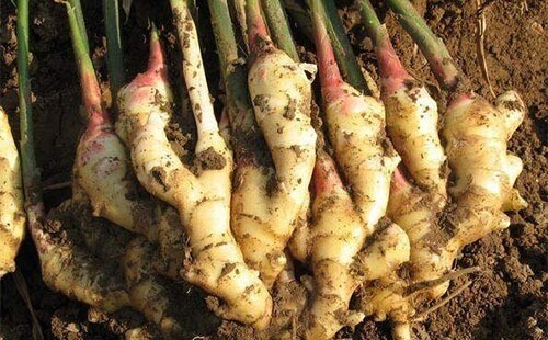 Ginger Cultivation Techniques