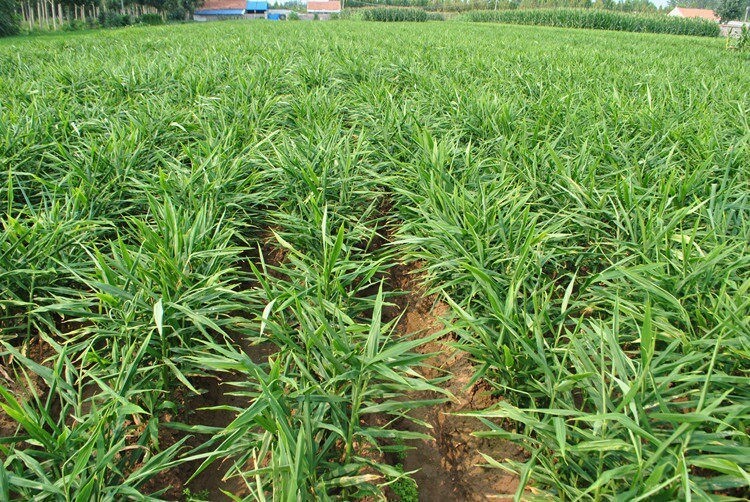 Ginger Cultivation Techniques2