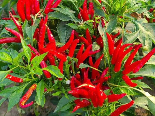 6 Chili peppers and bell peppers: Understanding their morphological differences and cultivation characteristics in one article