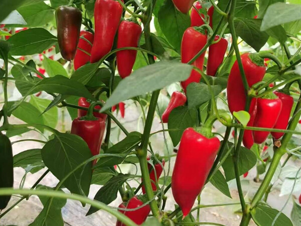 7 Chili peppers and bell peppers: Understanding their morphological differences and cultivation characteristics in one article