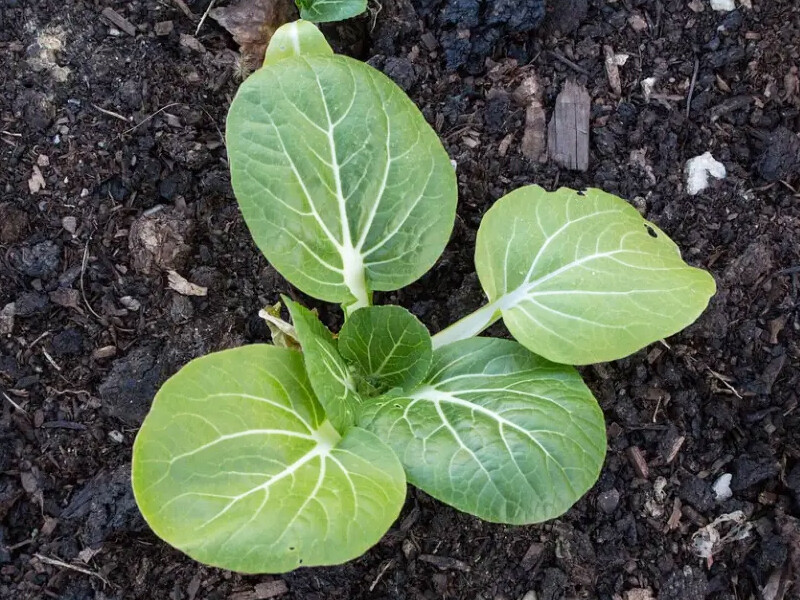 What is the difference between fulvic acid and humic acid