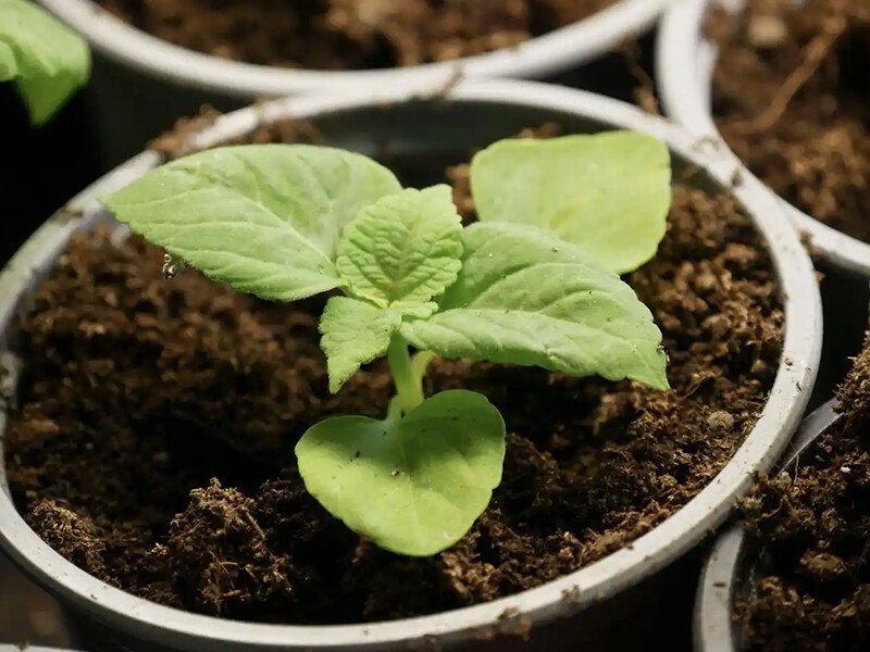 The difference between phosphate fertilizer and superphosphate