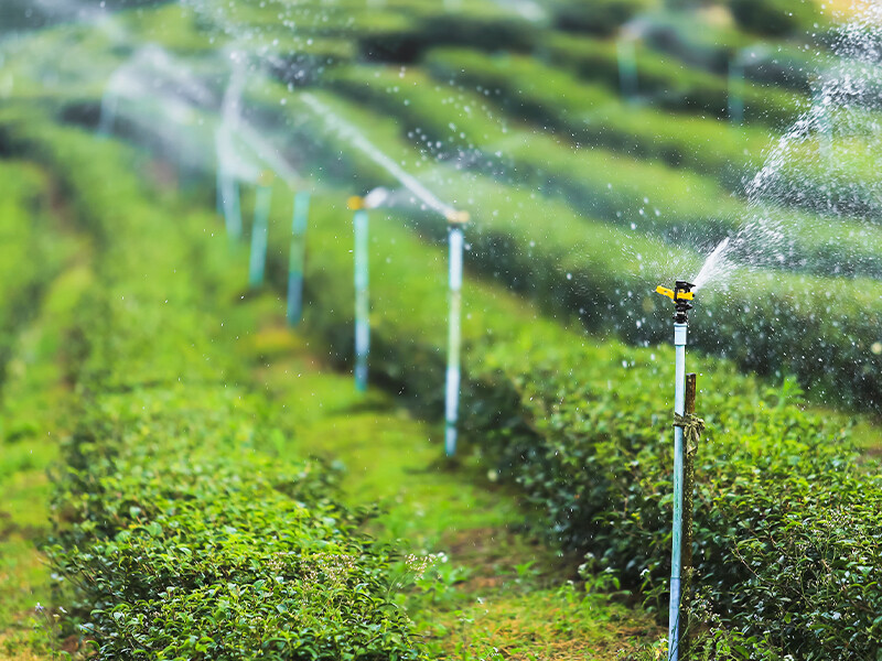 Apply foliar fertilizer and keep in mind the 