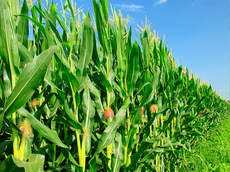 What fertilizer should I use for corn topdressing? Is urea or compound fertilizer better?