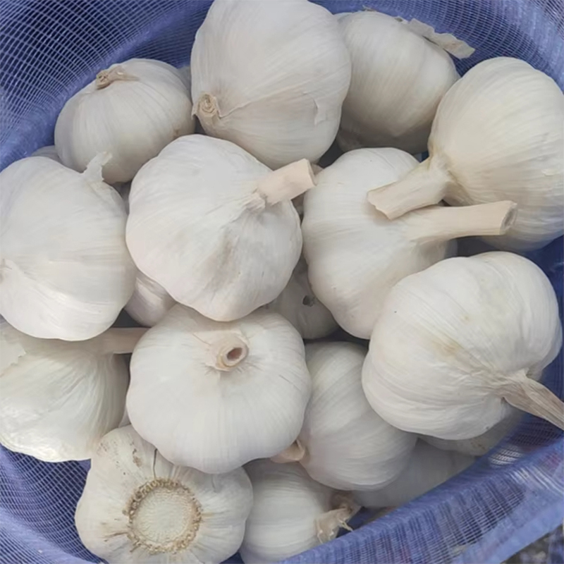 One Bulb Fresh Garlic