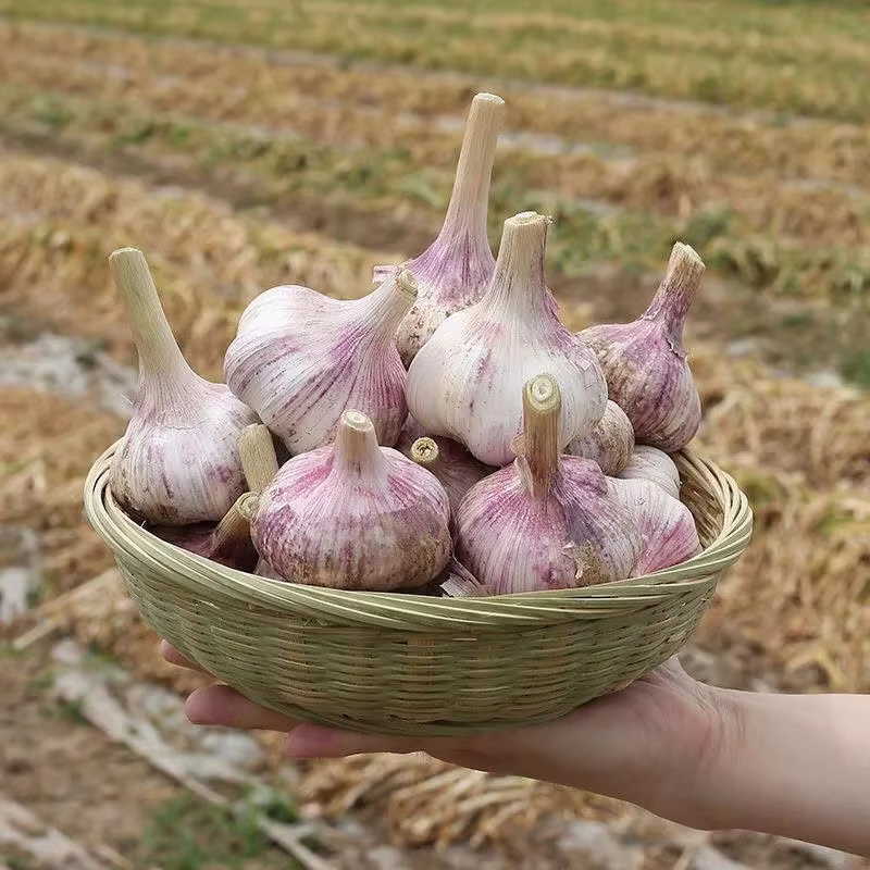 Organic Seed Garlic For Sale