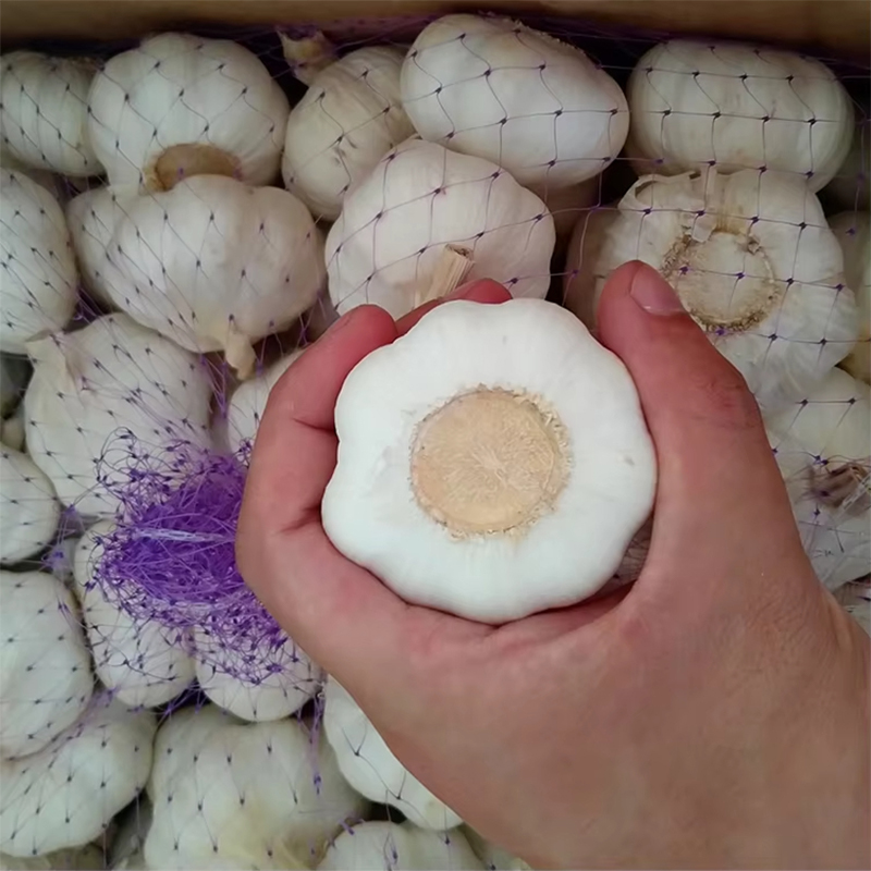 China Garlic Exporter