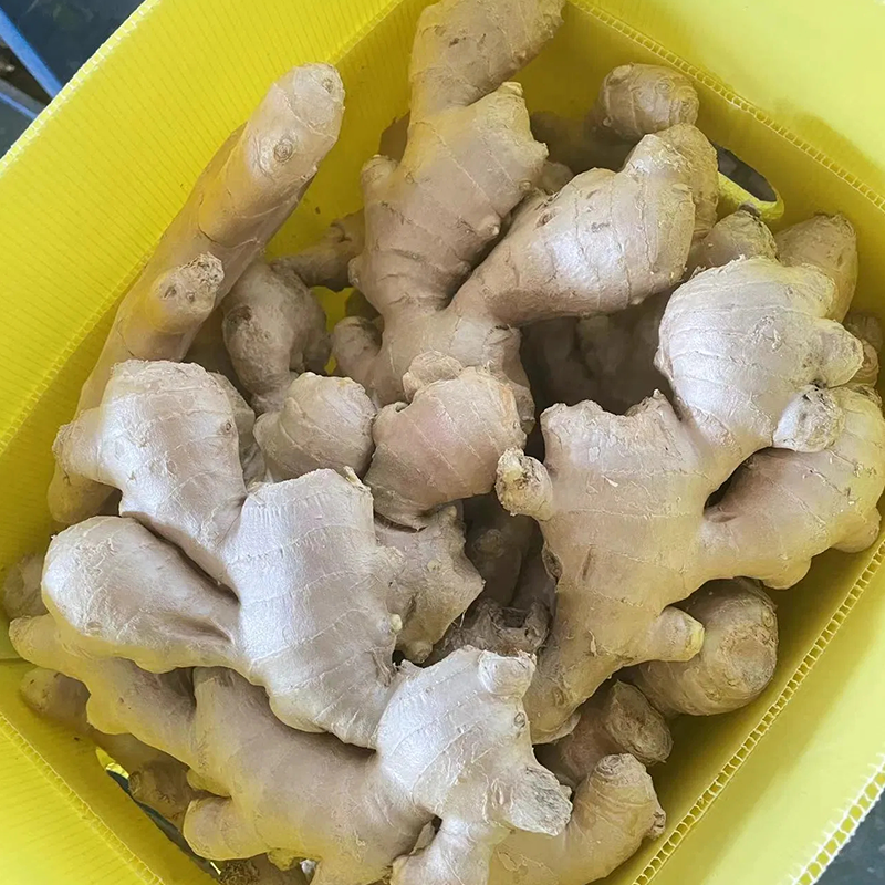 Supply Selected Super Quality Chinese Fresh or Air Dried Ginger