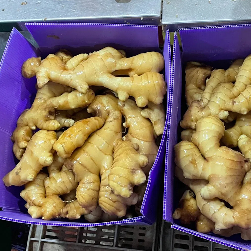 High Quality Wholesale Cheap Price New Crop Fresh Ginger