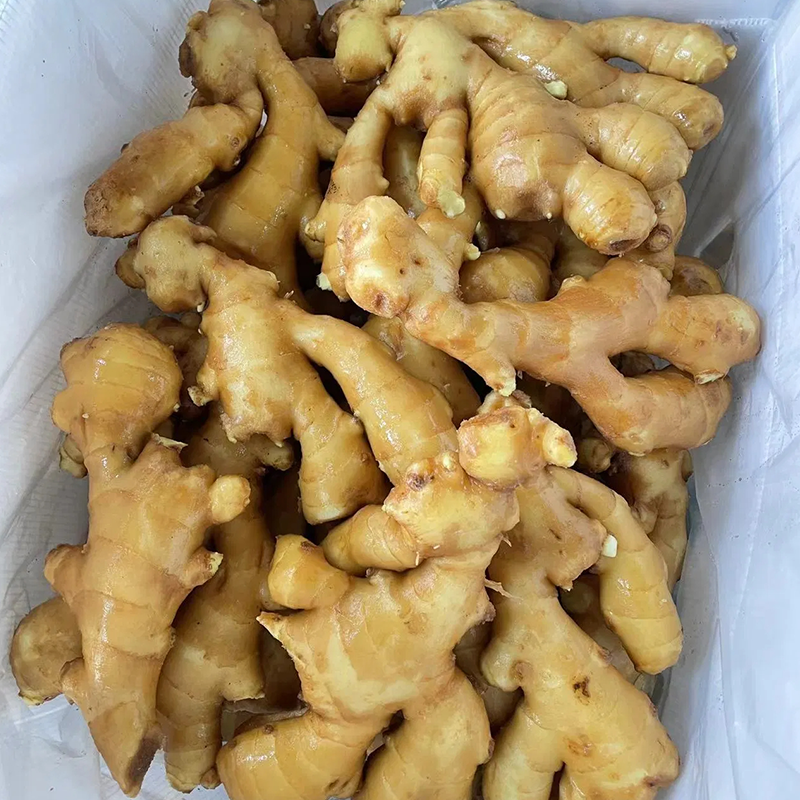 China Fresh New Crop Ginger Supplier  