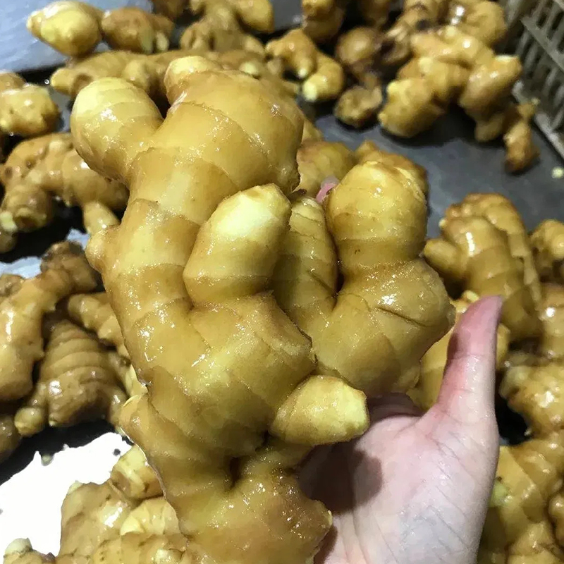 Good Quality Fresh Ginger Supplier	