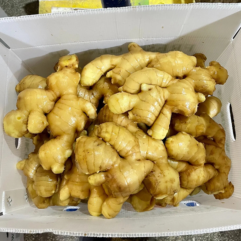 Good Quality Fresh Ginger Supplier	