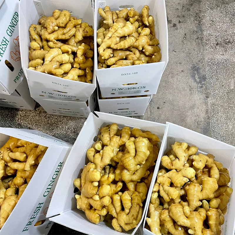 10kg Box/Carton Fresh Ginger