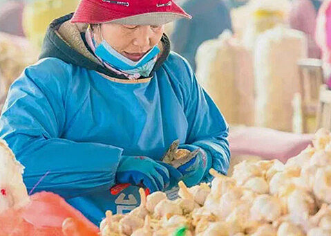Workers carefully inspect each garlic clove, removing any bad or substandard ones.