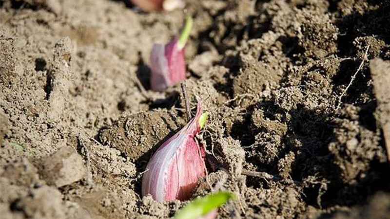 Garlic Planting Time