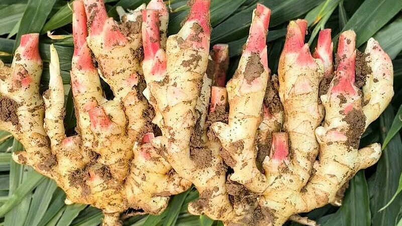 China is the biggest fresh ginger producer in the world