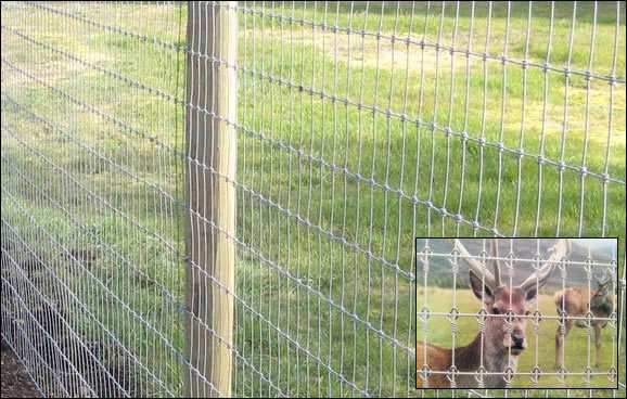 1769428243874379188793069568.jpg 8 feet deer proof high tensile fence