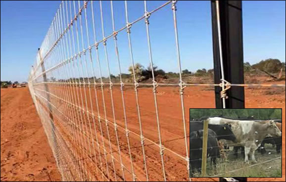 1769428243874379188793073664.jpg Hot dipped galvanized mesh fence with hinge joint for cattle farming