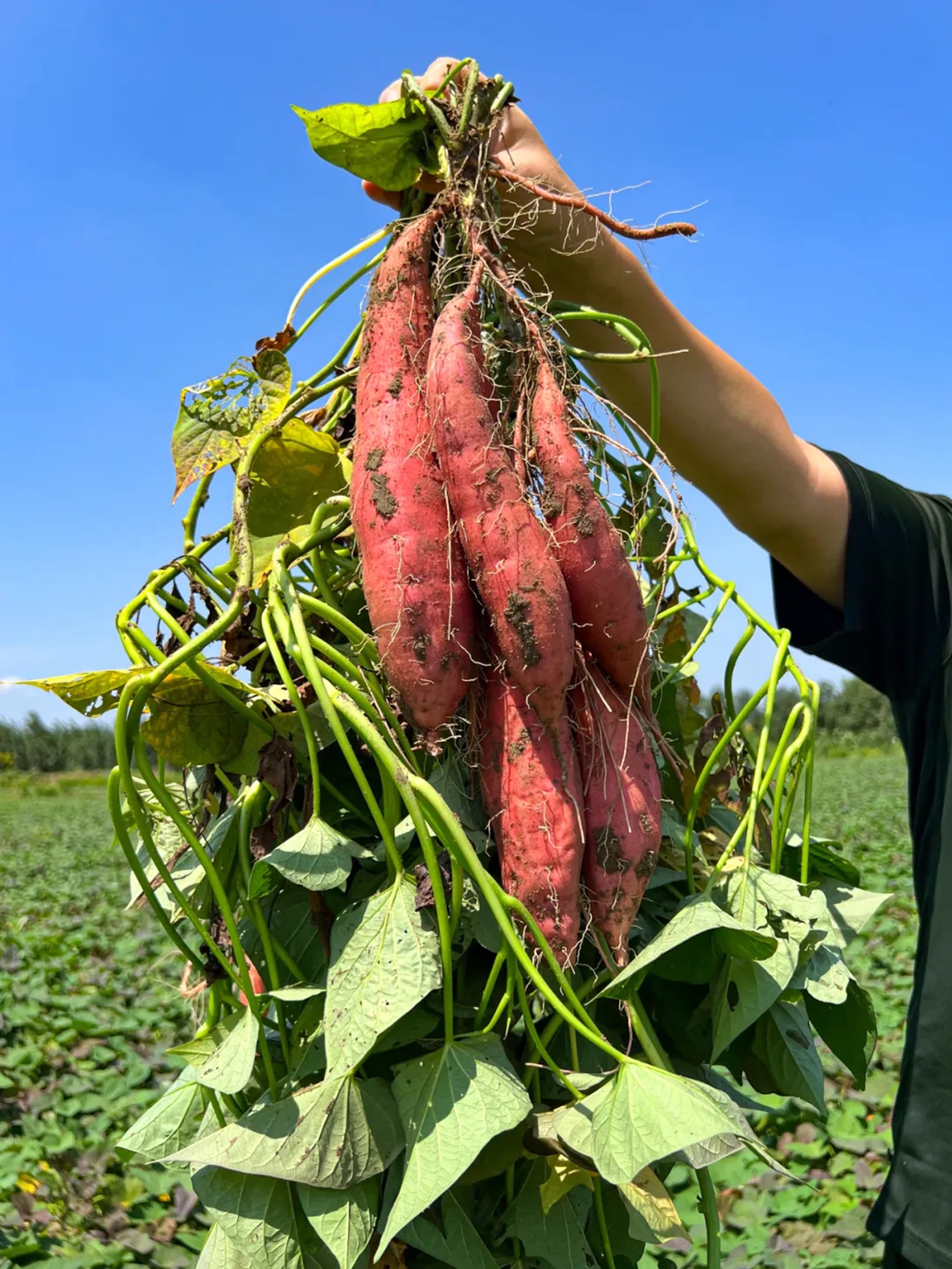 How to Choose the Right Bactericide for Your Farm: A Practical Guide