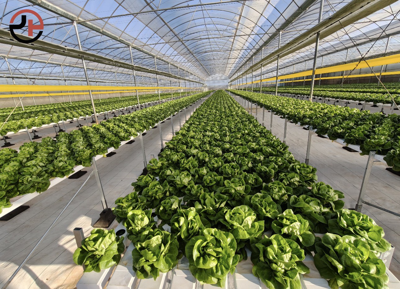 Multi-Span Greenhouse