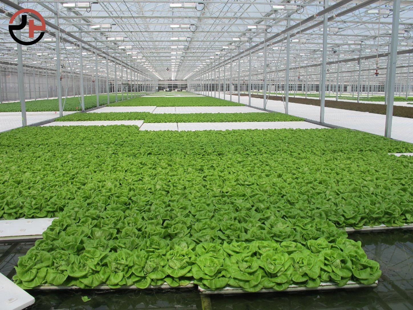 Multi-Span Greenhouse Multi-Span Greenhouse