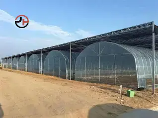 Single-span Tunnel Greenhouse