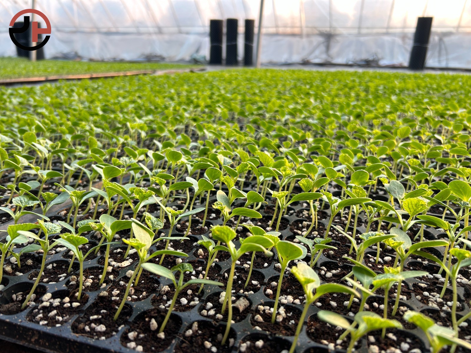 Nursery Seedling Greenhouse