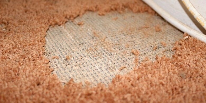 imgi_5_a161b4161589-carpet-moth-damage